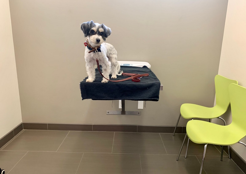 Carousel Slide 3: Dog & Cat Wellness Exams