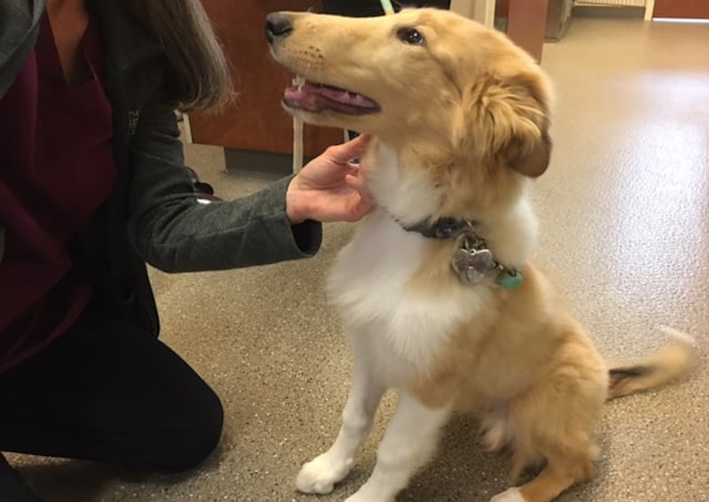 Carousel Slide 6: Microchip your pet today